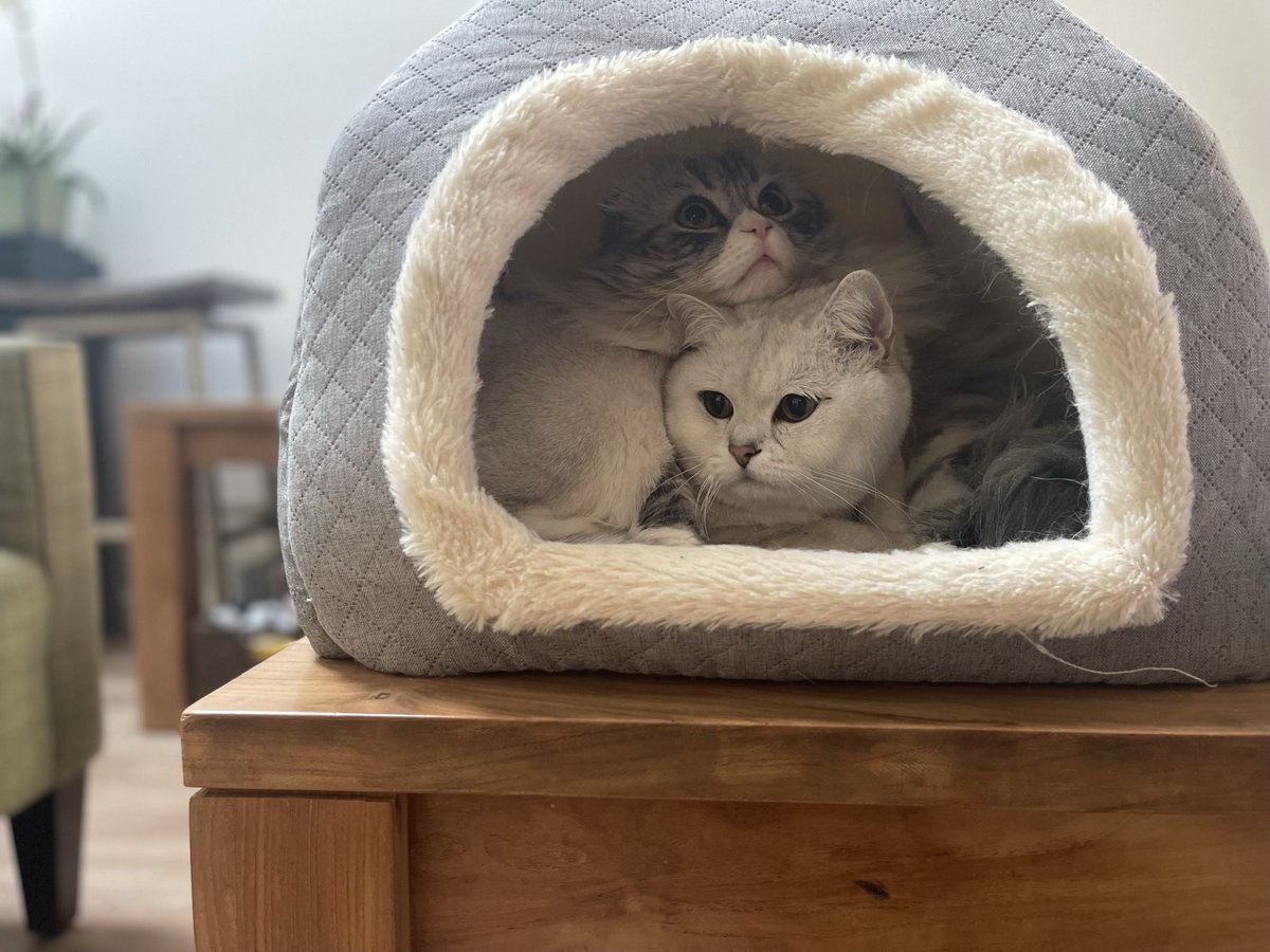 fitty200's tweet image. Brothers ❤️