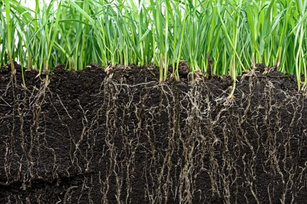 ifevaok's tweet photo. #seminarioIFEVA
Vie 12 de mayo 12h
👉Presencial: SUM IFEVA
Un hongo foliar controla la riqueza de gremios ecológicos de la rizosfera
#suelo #interacciones
Presenta: Cecilia Casas
@FAUBA_Oficial @CONICETDialoga @unitartu https://t.co/qp976UbaH8