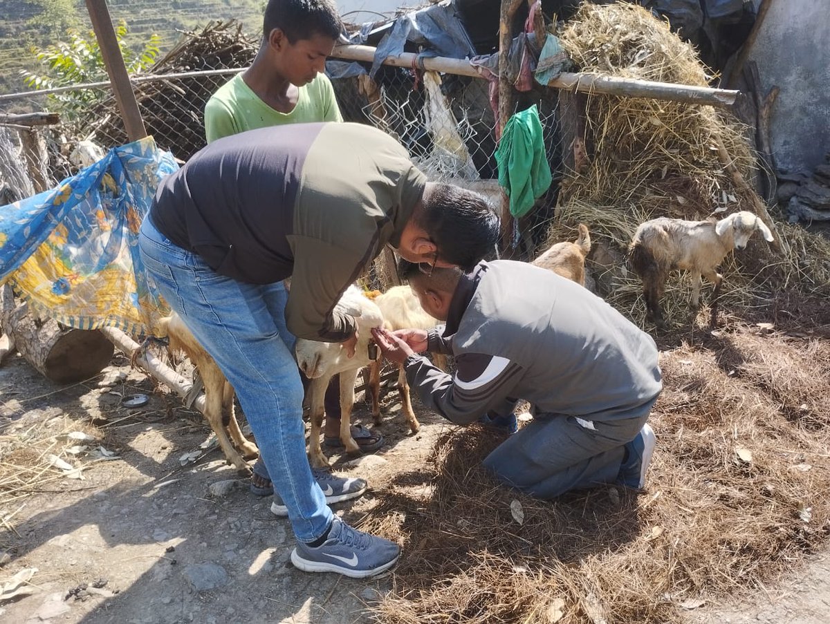 Fiubag_uscgf's tweet photo. कपकोट ब्लॉक के ग्राम कान्यालिकोट में पशुपालन विभाग के कर्मचारियों के साथ बकरियों का स्वास्थ परिक्षण एवं पी पी आर सैंपलिंग की गई ।बकरी पालकों को गोट वैली योजना के संबंध में जानकारी दी गई।। @mdusgcf @basava_ias @pashudhanUK @DCVOBgr @cvobageshwargm1 @MdNcd @Uttarakhandcoo1 #usgcf https://t.co/ZkqwMNrDjv