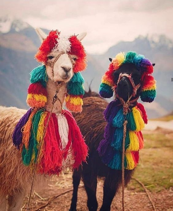 miraminkara's tweet photo. Fun Fact #10 🇵🇪
Over 70% of the world's #alpaca population is in #Peru
Alpacas are a member of the camel family in the Peruvian Andes Mountains.
They were domesticated over 6,000 years ago by the #Incans for their fine fleece which is water and fire-resistant! https://t.co/lKPOPjmoUX