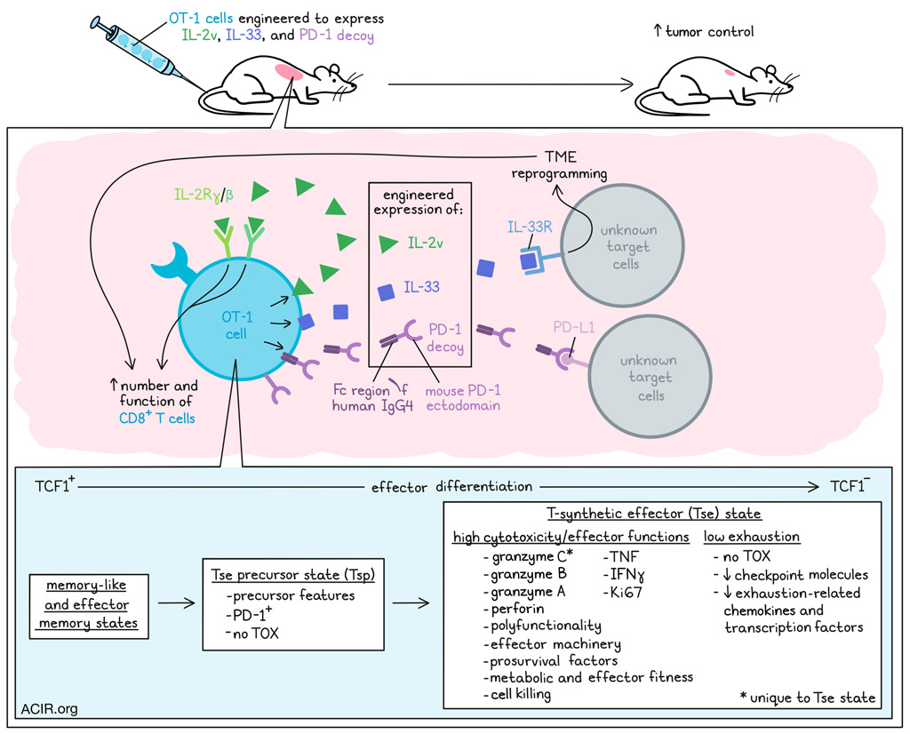 ACIR_org's tweet photo. Rewiring tumor-reactive T cells to improve efficacy of ACT; by @Ludwig_Cancer  @CorriaJesus @OncoUNILCHUV. Read here 👉 https://t.co/28WP7VXWWw https://t.co/6Na2PIZFrc