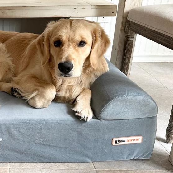 'Beaming about my Big Barker bed!' On a scale of 1-10, how adorable does Cody look on his new bed?! 📸: @carolinehenry65