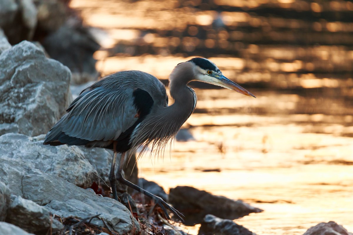 Camerapetslife's tweet photo. My lake friend. This is a heron I track for about for a summer he/she spent alot of time at a dam on above a hiking trail I love. #tanyardcreek #Arkansas #Blueheron #birdphotography https://t.co/B0jJHAOuRK