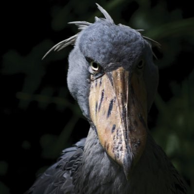 PotThird's tweet image. #NewProfilePic