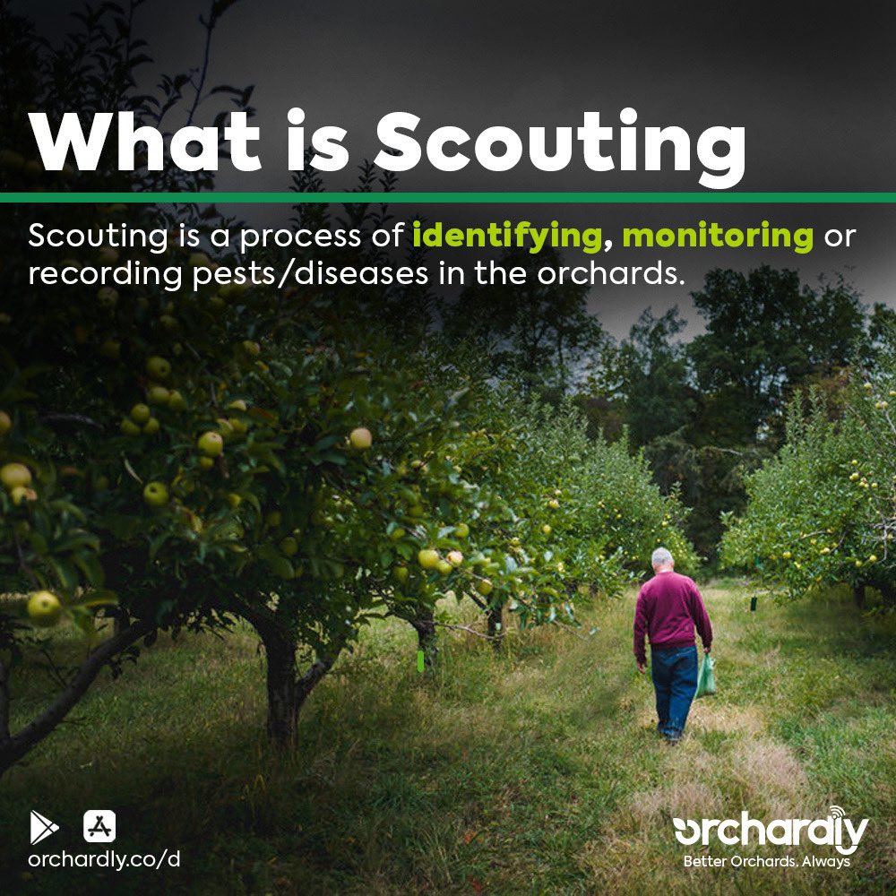 OrchardlyApp's tweet photo. Scouting is one of the most cost-effective and eco-friendly methods for estimating pests and suppressing them using appropriate management techniques in our orchards. #orchardlyapp #growertips https://t.co/6I9zoPQHrX
