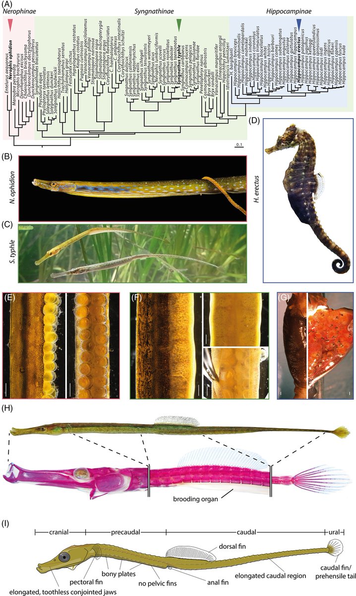 #Syngnathids comprise the #pipefishes, #pipe-horses and #seahorses. Learn how heterochrony contributes to diversification of their #dermal #bone plates, #jaw morphology, and #fin appendages.
doi.org/10.1002/dvdy.5…