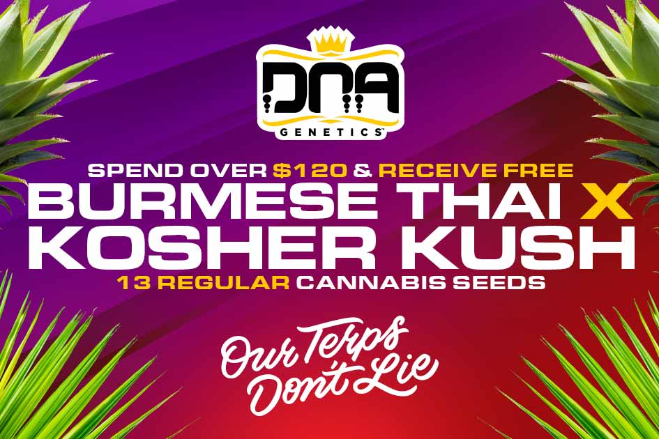 DNAGenetics's tweet photo. ๐ฅFresh Promo ๐Spend Over $120 at https://t.co/EkUzwbyjla and receive 13 x Reg Burmese Thai x Kosher Kush (New Never Released) ๐ #FreeSeeds #Cannabis #Seeds #DNAGenetics #PuffTuff https://t.co/8hZPTjFfTF