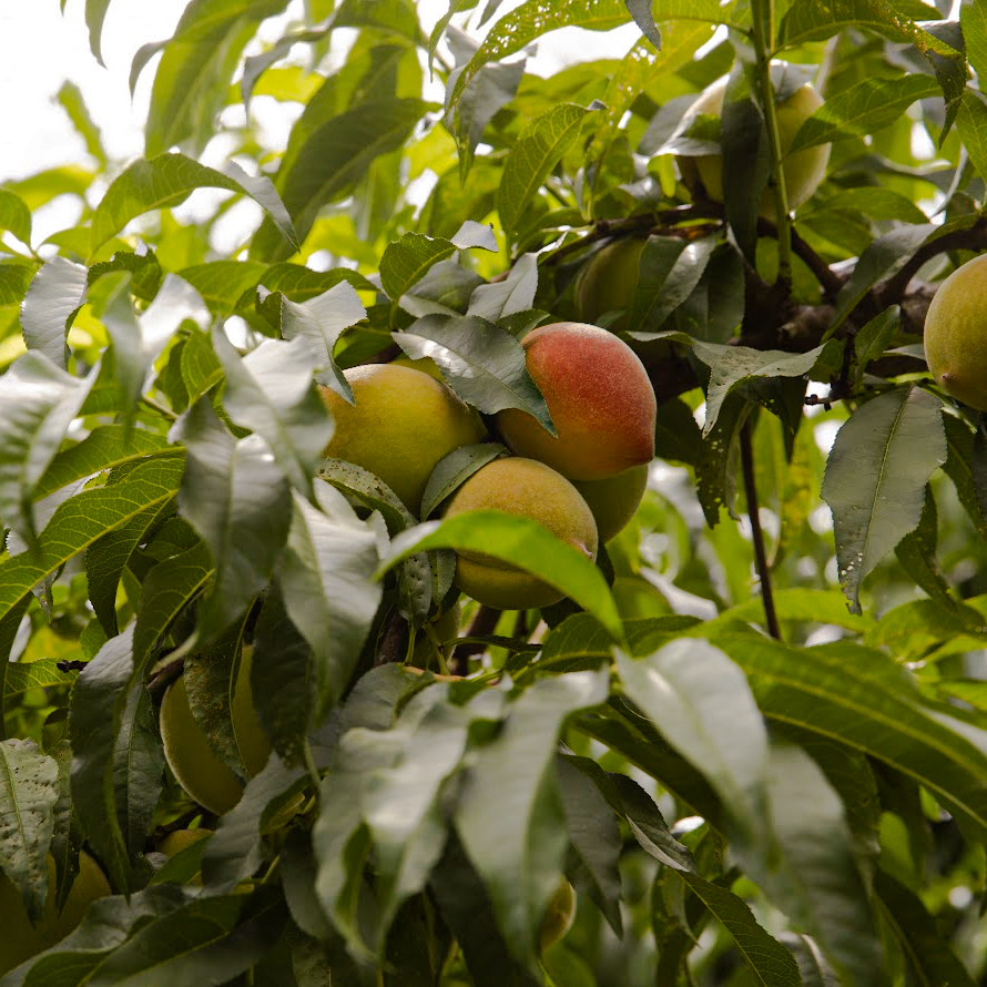 Pearson Farm tweet media