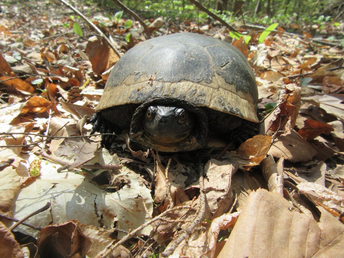 Safigirl17's tweet photo. This old #BlandingsTurtle looks like he (or she) has many stories to tell.
#NHNature https://t.co/glAe0RDKTO