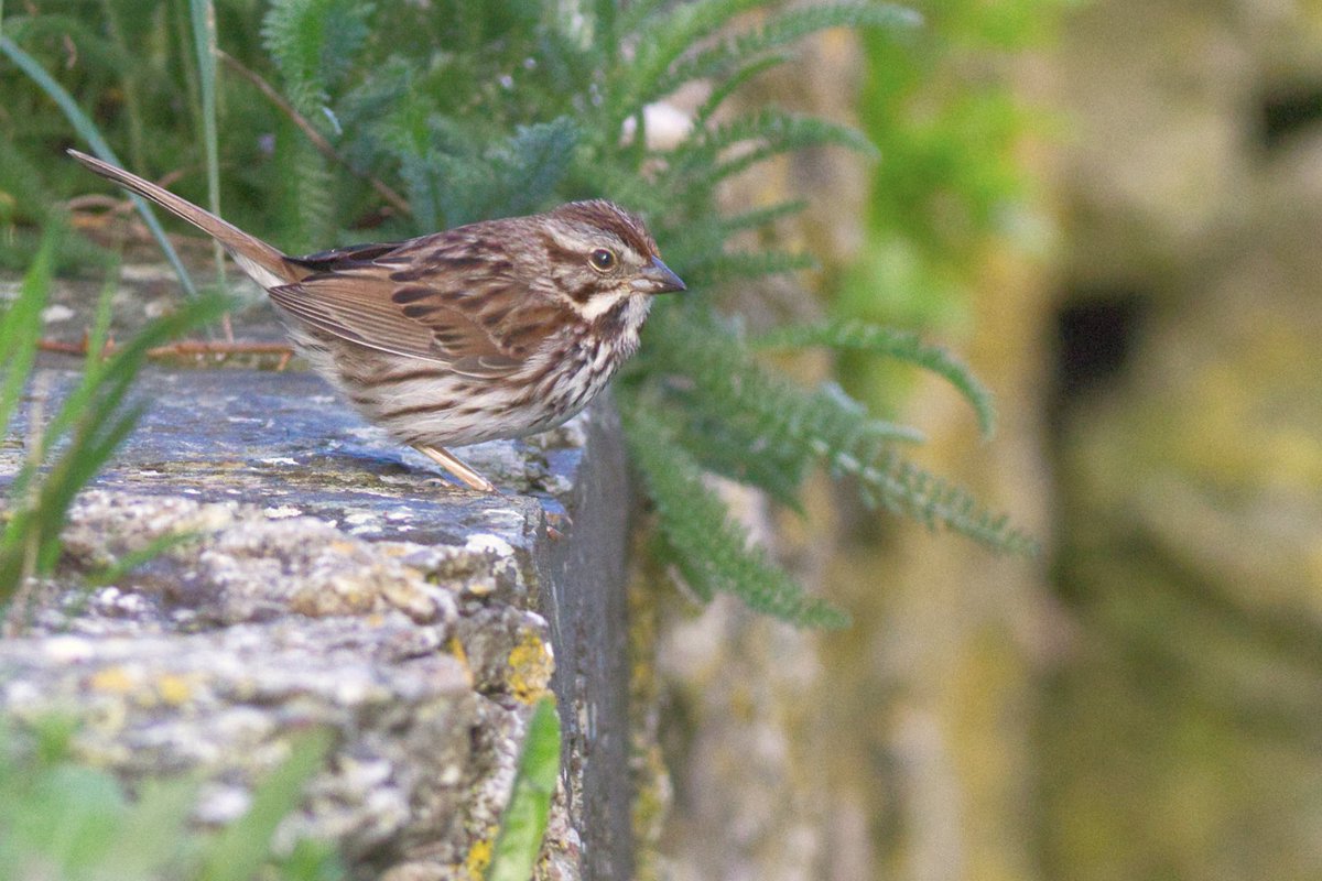 Lewi Burgess (@lewiburgess) on Twitter photo SONG SPARROW! 🇺🇸🔥
Fantastic twitch over to Bardsey Island yesterday to this little cracker found by <a href="/EdJBetteridge/">Ed Betteridge</a>!
After going missing for nearly 2 hours it was refound in a garden and to say it was showing well would be an understatement! 😍
Brilliant bird for Wales! 🏴 SONG SPARROW! 🇺🇸🔥
Fantastic twitch over to Bardsey Island yesterday to this little cracker found by <a href="/EdJBetteridge/">Ed Betteridge</a>!
After going missing for nearly 2 hours it was refound in a garden and to say it was showing well would be an understatement! 😍
Brilliant bird for Wales! 🏴