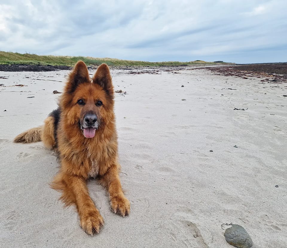 Lyndsey Rafferty (@lyndseyraff) on Twitter photo A little story about the power of events, <a href="/LondonMarathon/">TCS London Marathon</a> specifically, on #InternationalGermanShepherdDay over on my LinkedIn for all you dog lovers ππΎπ
linkedin.com/feed/update/urβ¦ A little story about the power of events, <a href="/LondonMarathon/">TCS London Marathon</a> specifically, on #InternationalGermanShepherdDay over on my LinkedIn for all you dog lovers ππΎπ
linkedin.com/feed/update/urβ¦