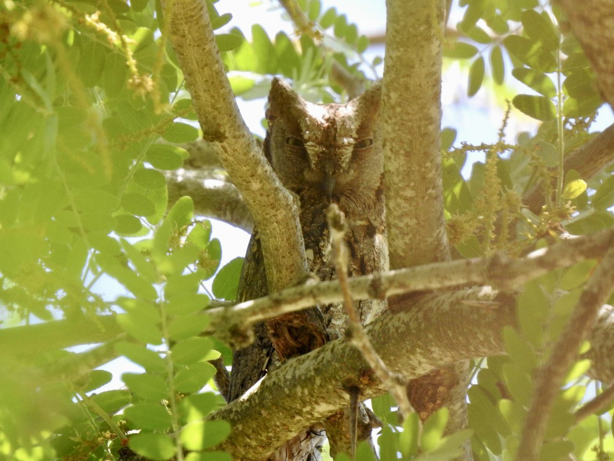 dratcliffe1956's tweet photo. In Ronda- after 3 nights of fitful sleeping due to the constant calling of a Scops Owl, I finally tracked the culprit down while in roost. https://t.co/1hEAzweJQl
