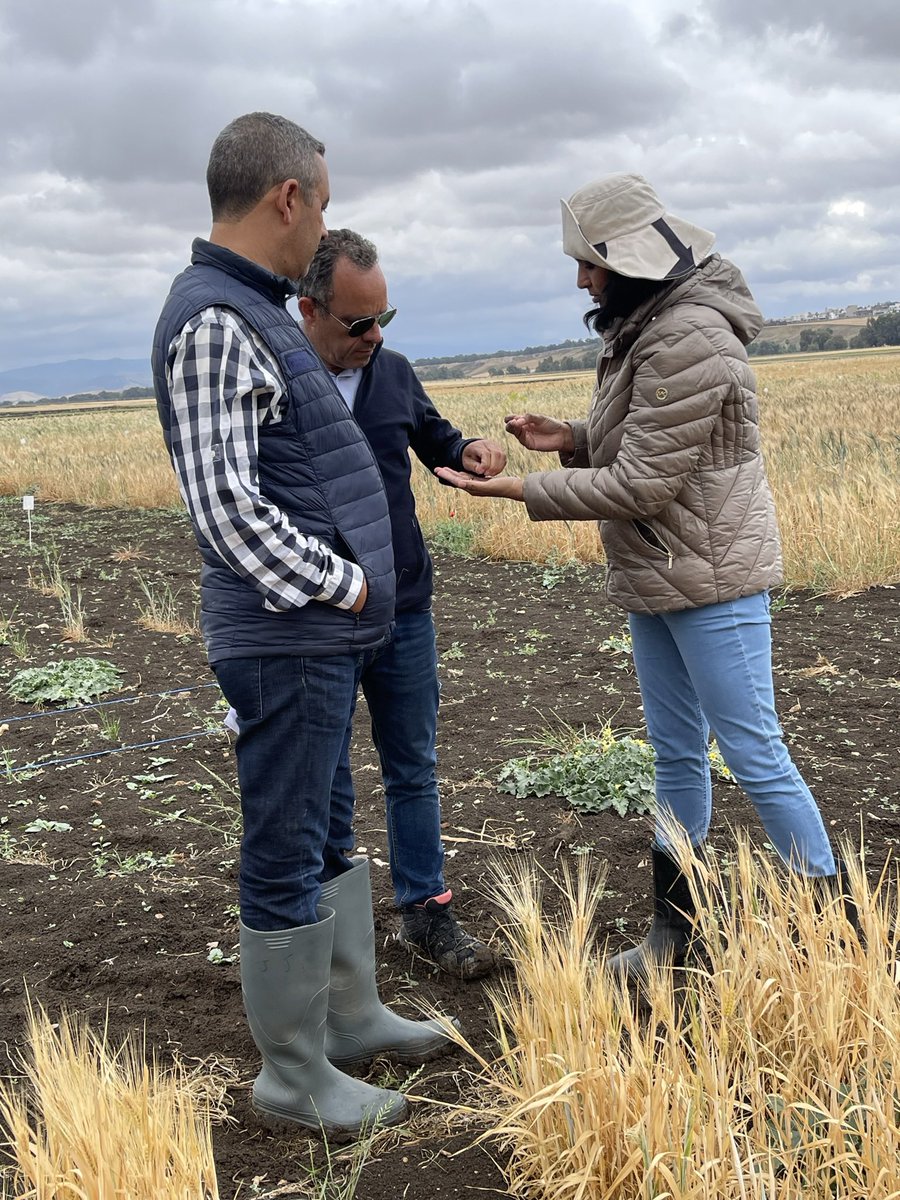 anupamajhingane's tweet photo. Evaluated another MLT location along with the Head of #INGC research station and Scientists from #INAT at #Kairouan, #Tunisia . @iaeaorg is supporting this Technical Cooperation project for developing #drought tolerant #mutant #varieties of #wheat n #barley.#mutationbreeding https://t.co/VI3U7zC0uu