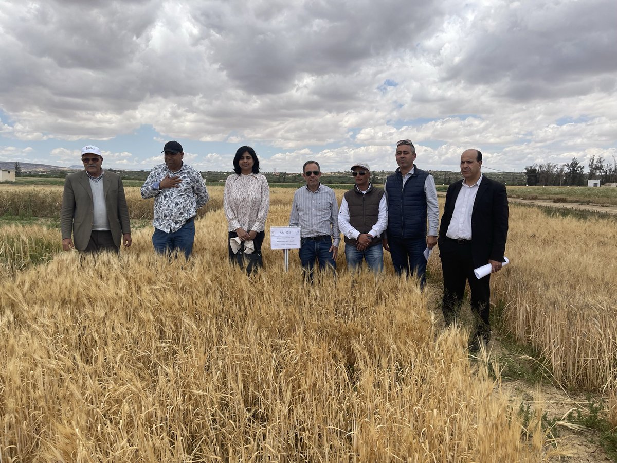 anupamajhingane's tweet photo. Evaluated another MLT location along with the Head of #INGC research station and Scientists from #INAT at #Kairouan, #Tunisia . @iaeaorg is supporting this Technical Cooperation project for developing #drought tolerant #mutant #varieties of #wheat n #barley.#mutationbreeding https://t.co/VI3U7zC0uu