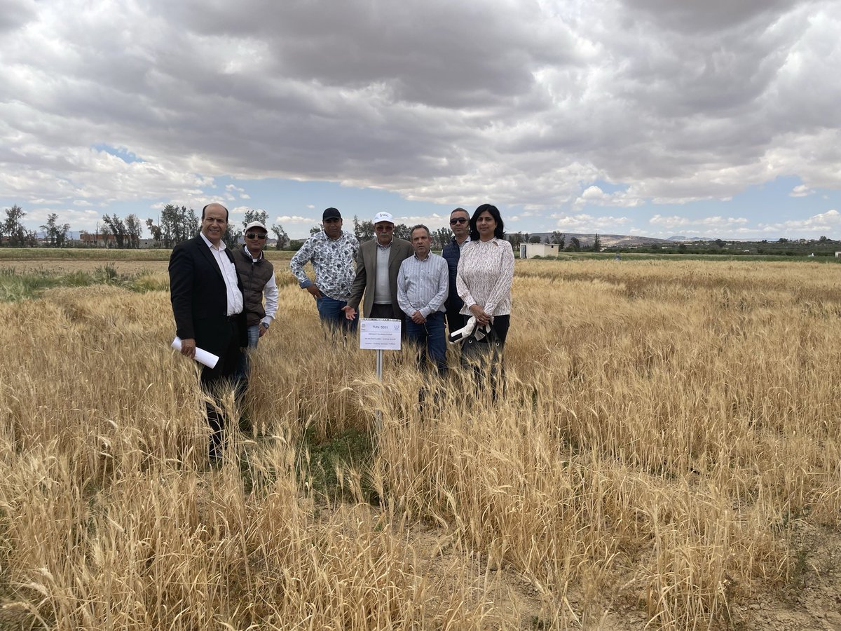 anupamajhingane's tweet photo. Evaluated another MLT location along with the Head of #INGC research station and Scientists from #INAT at #Kairouan, #Tunisia . @iaeaorg is supporting this Technical Cooperation project for developing #drought tolerant #mutant #varieties of #wheat n #barley.#mutationbreeding https://t.co/VI3U7zC0uu