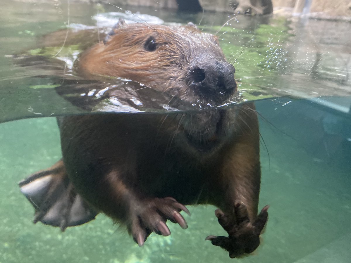 Lincoln Park Zoo on Twitter "The outdoor habitats at Pritzker Family