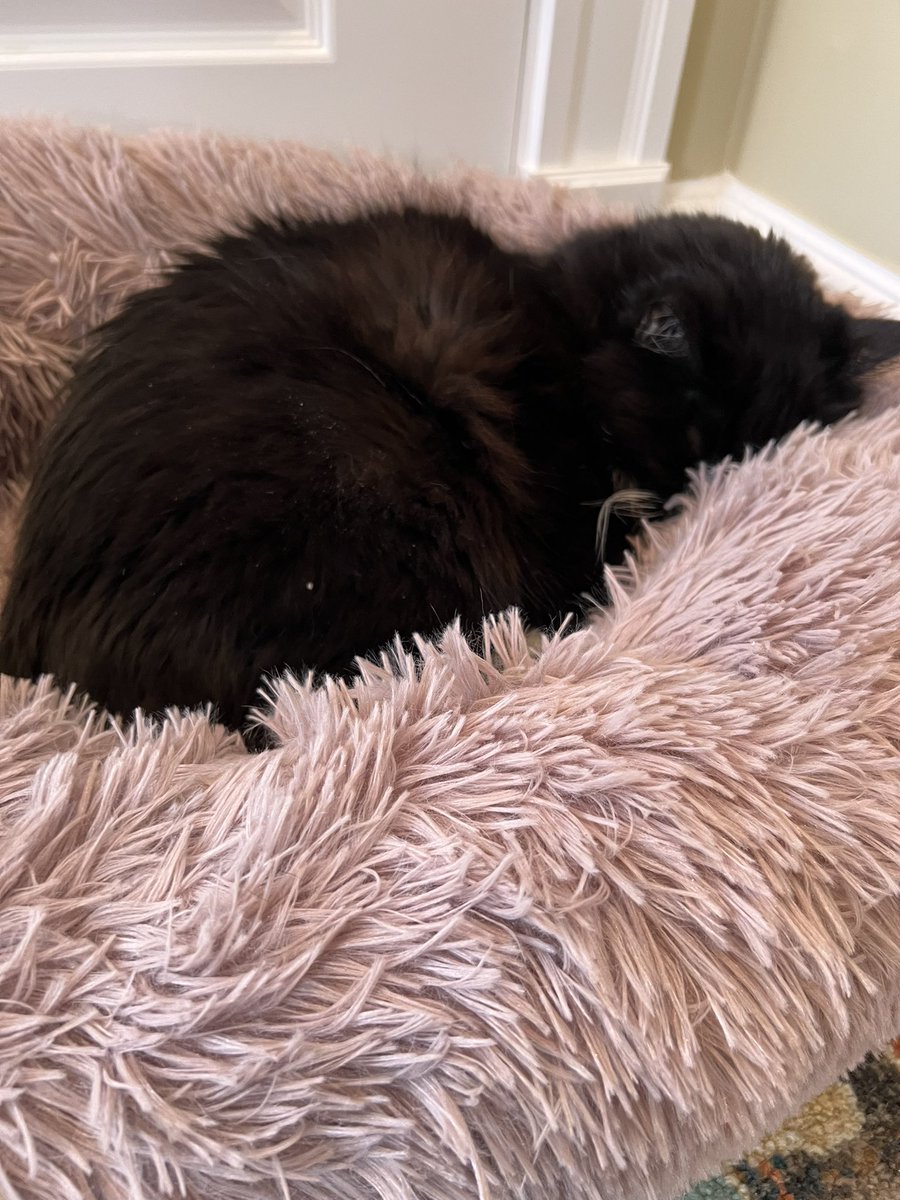 💐Primrose 💐🐾 ☀️ tweet media