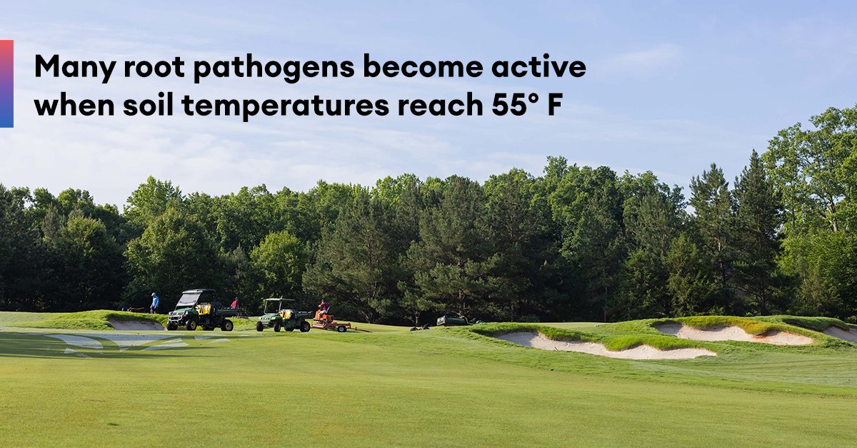 EnvuGolfUS's tweet image. Root pathogens like #fairyring and #takeallpatch become active earlier than you think. Early season applications reduce disease severity by keeping fungal populations low and your roots strong. Contact @JJBenelli with any questions and get more tips here: bit.ly/40gqXSY