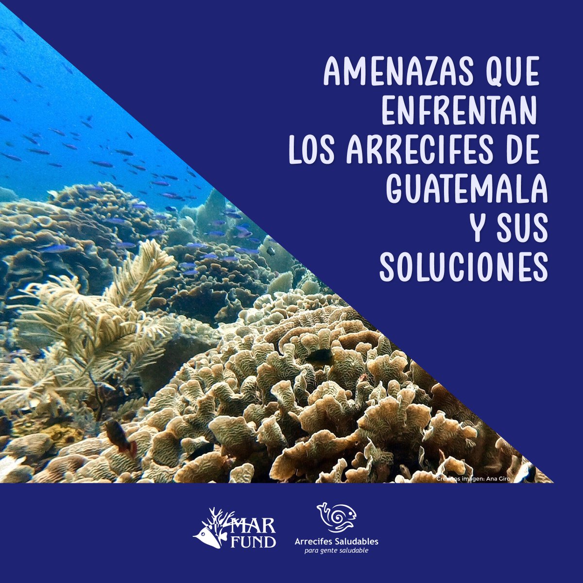 MAR_Fund's tweet photo. Conoce las amenazas que enfrentan los #arrecifes de #Guatemala y más importante aún, cómo podemos contribuir a mejorar la salud de estos importantes ecosistemas en nuestro país y el mundo.Lee y comparte 👇 @HealthyReefs  #SomosRedLAC #SAM https://t.co/KUlfn1Ck5l