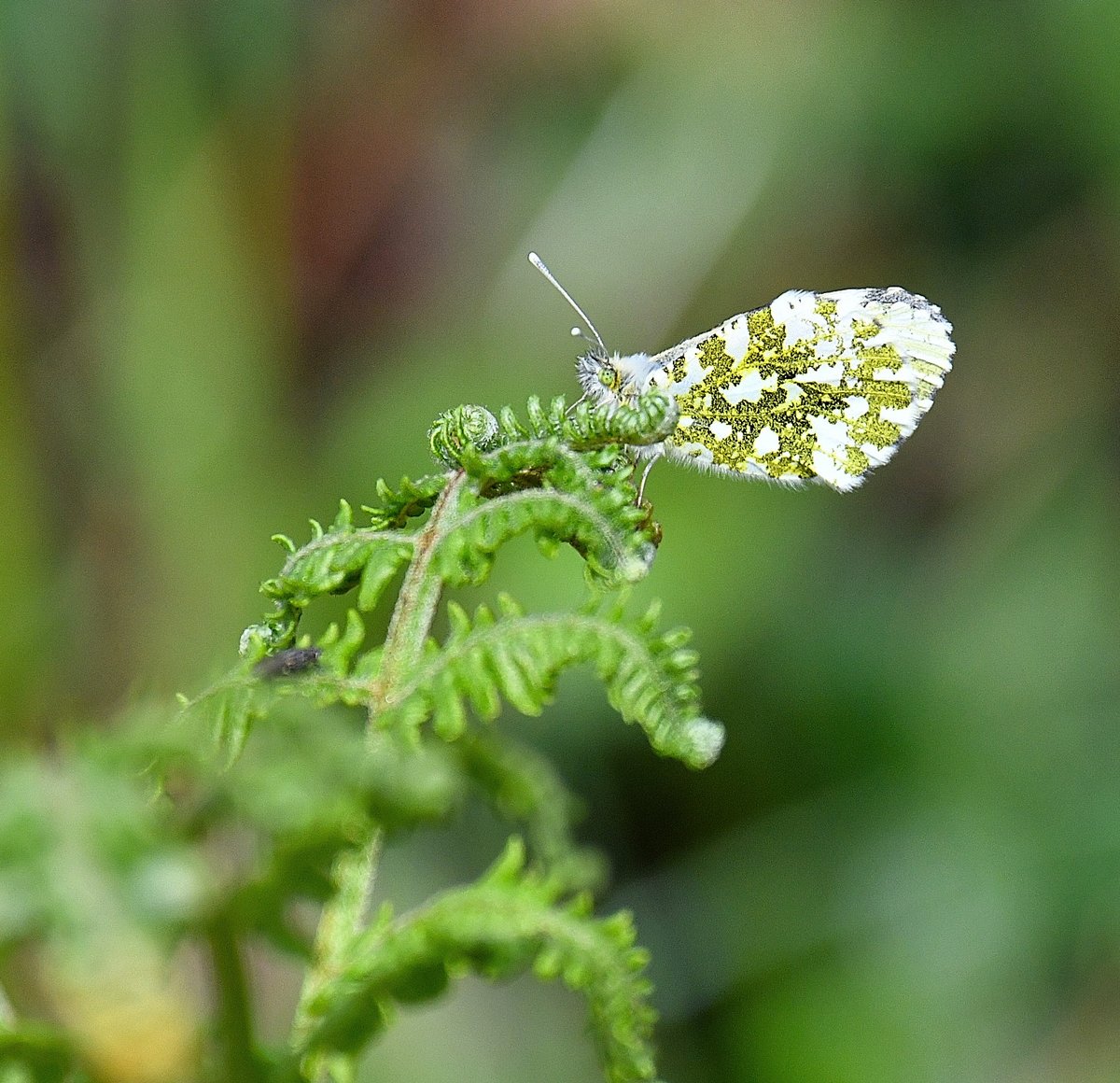 10/5/23 SWT Lound Lakes  Female Orange Tip this one posed long enough for a photo. @SWTLoundWarden @ESWH2O @SWTBroadsWarden @suffolkwildlife @BC_Suffolk @BC_Norfolk @GonepteryxMan @thewildoutside