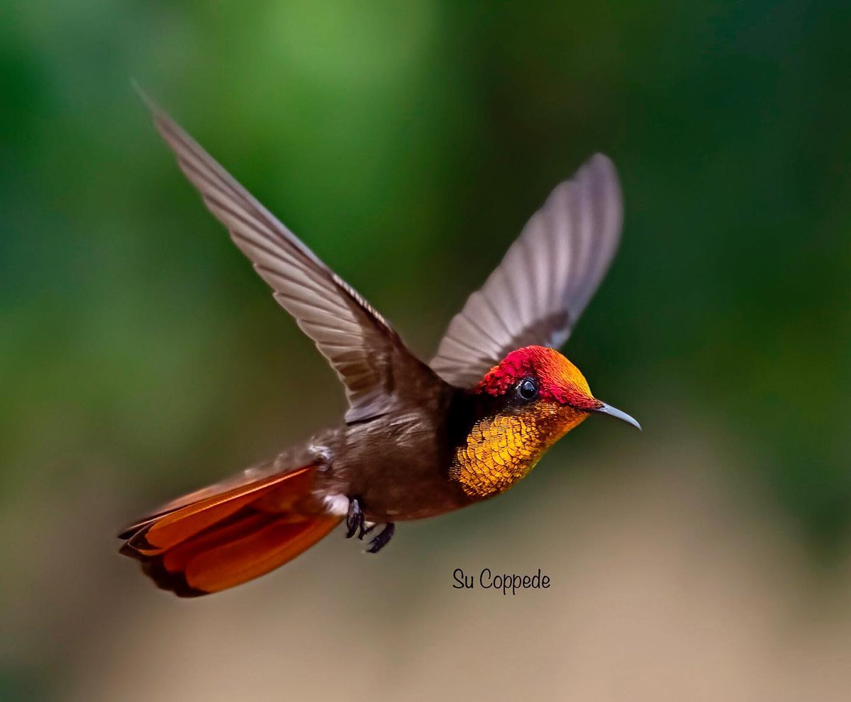 Let's start today with the smallest bird in the world.