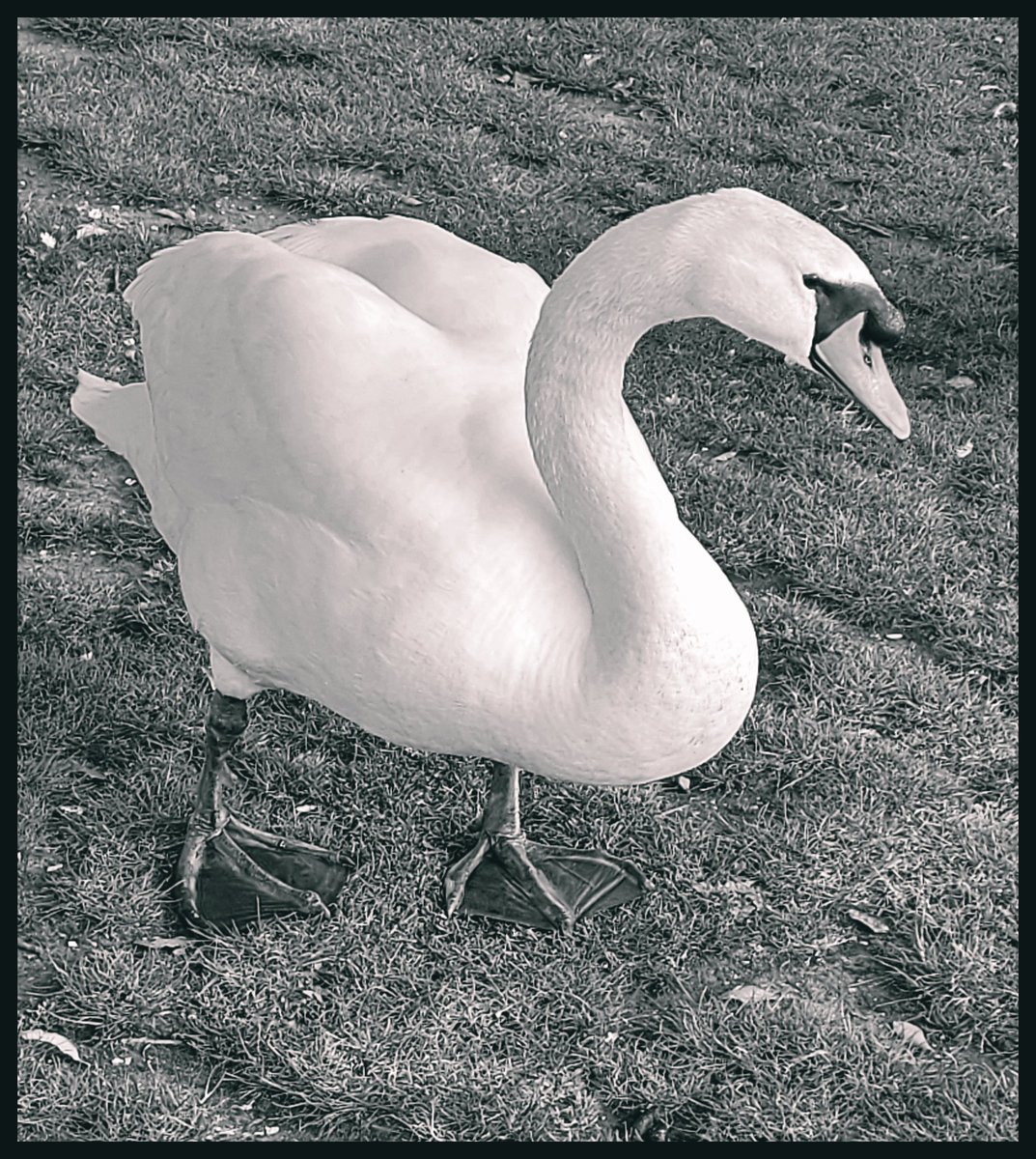Ellabellaphoto9's tweet photo. @BirdsByStiofan #lookingcool #SWAN #birds #BirdsSeenIn2023 #BirdsOfTwitter #PHOTOS #photograghy https://t.co/P5cOWFSFPh
