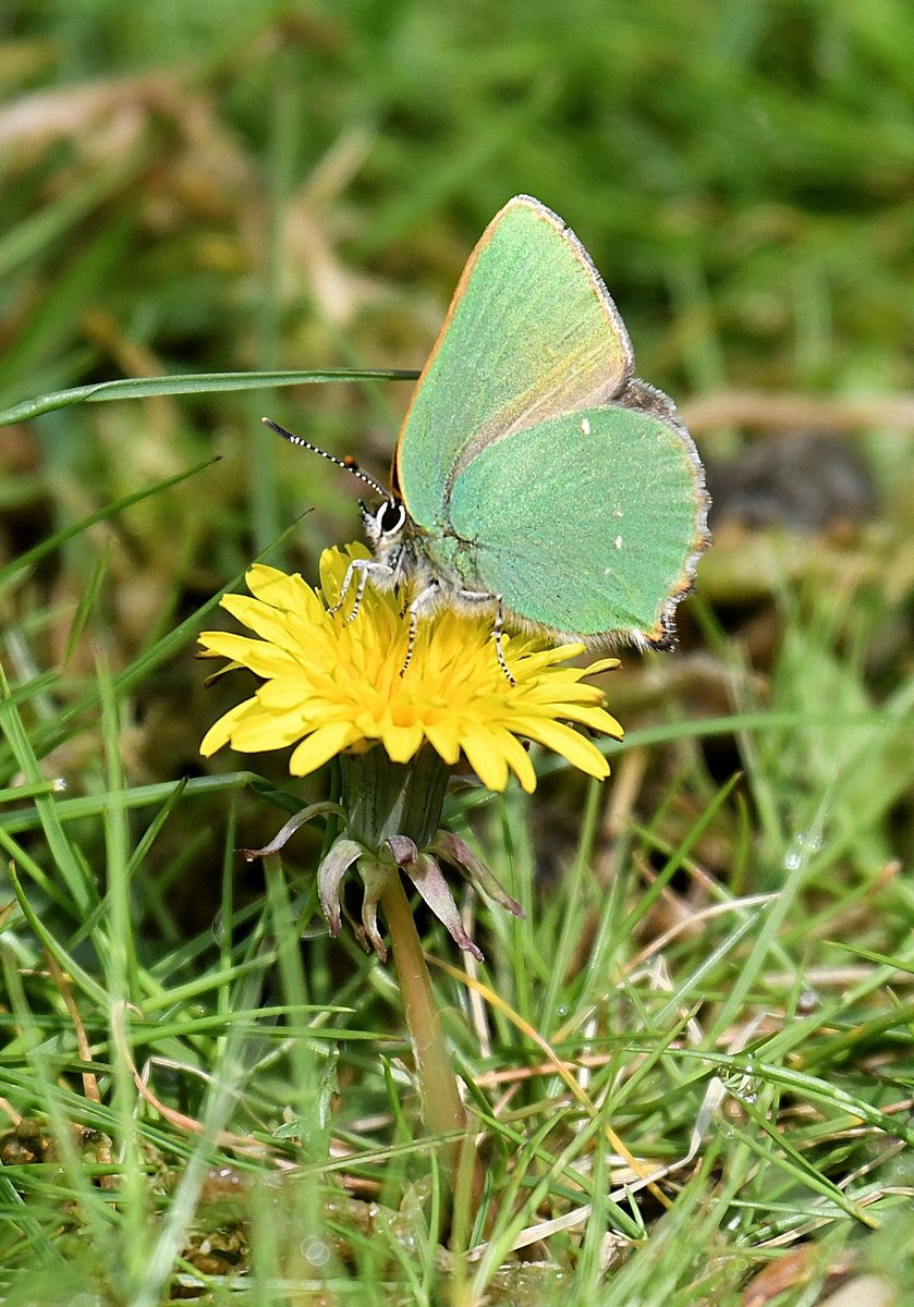 10/5/23 SWT Lound Lakes  finally got a photo of a Green hairstreak today this one flew pass me and settled just a few feet in front of me.@SWTLoundWarden @ESWH2O @SWTBroadsWarden @suffolkwildlife @BC_Suffolk @BC_Norfolk @GonepteryxMan @thewildoutside