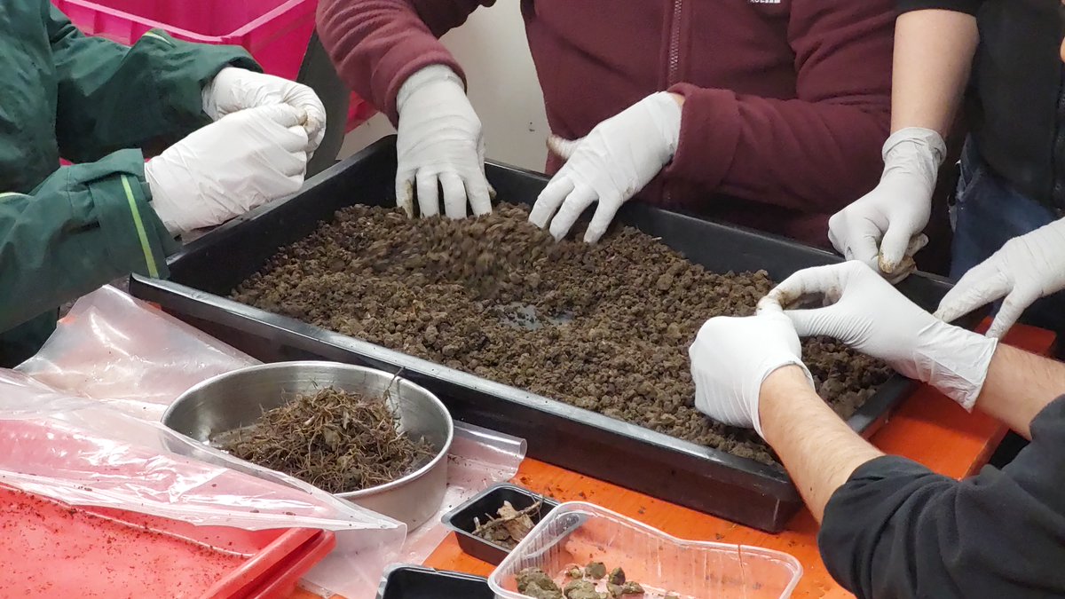 BExplo_de's tweet photo. Abends im Feldlabor (Teil 2):
#Soil Sampling Campaign 2023 im #AlbExploratorium.
Nach einem langen Tag im Feld werden die Bodenproben bis spät abends von vielen fleissigen Händen weiterverarbeitet und transportfertig gemacht. https://t.co/bb3Oztm8kY