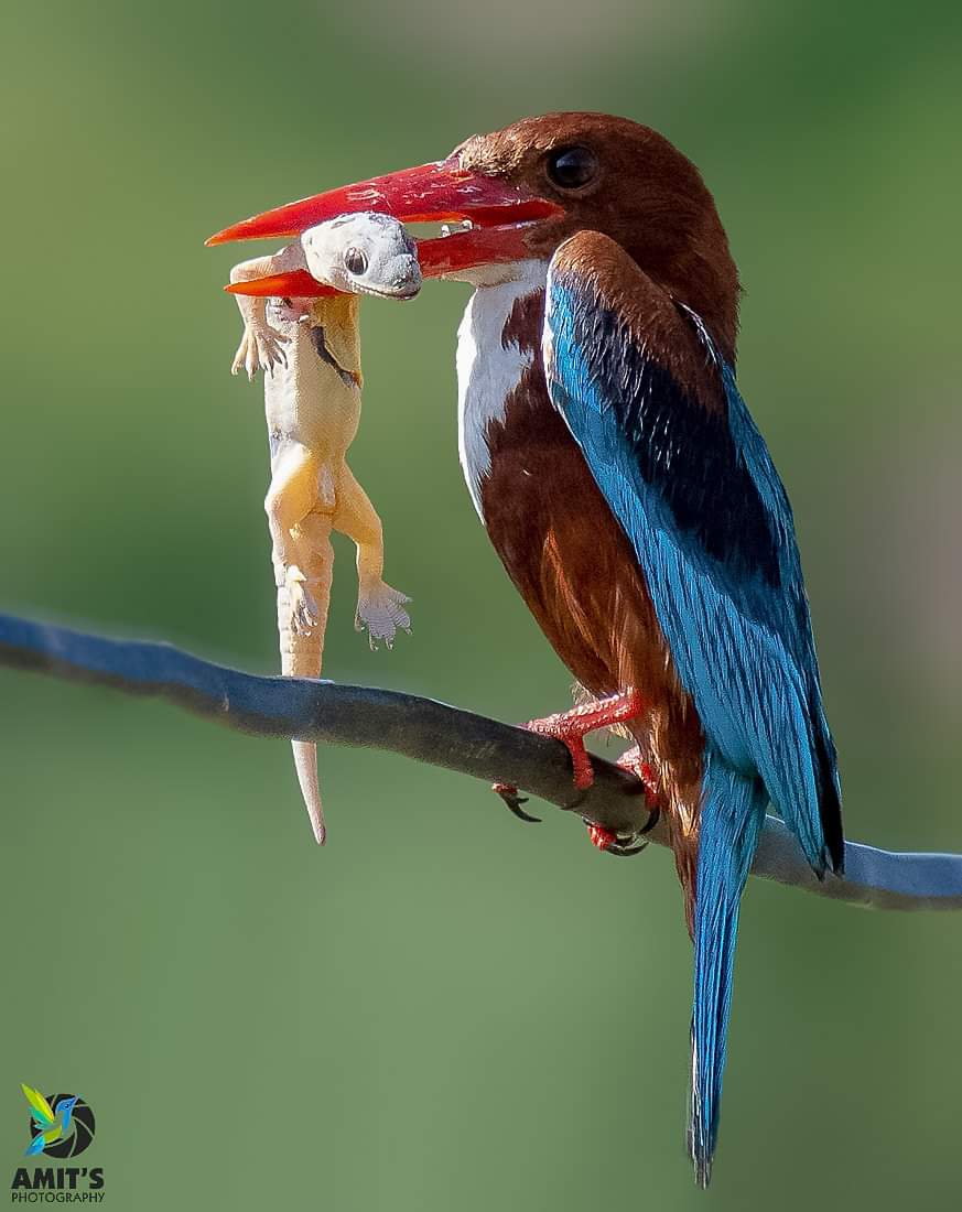 Prized Catch
White-throated kingfisher

#beauty #birds #earthcapture #birdphotography #BirdTwitter #IndianBirds #NaturePhotography #birdsofindia #BirdsSeenIn2023  #naturelover #nikonasia #avibase #birdsofafeather #birds_lover #bestbirdshots #birdsportrait #mydailybird #IndiAves