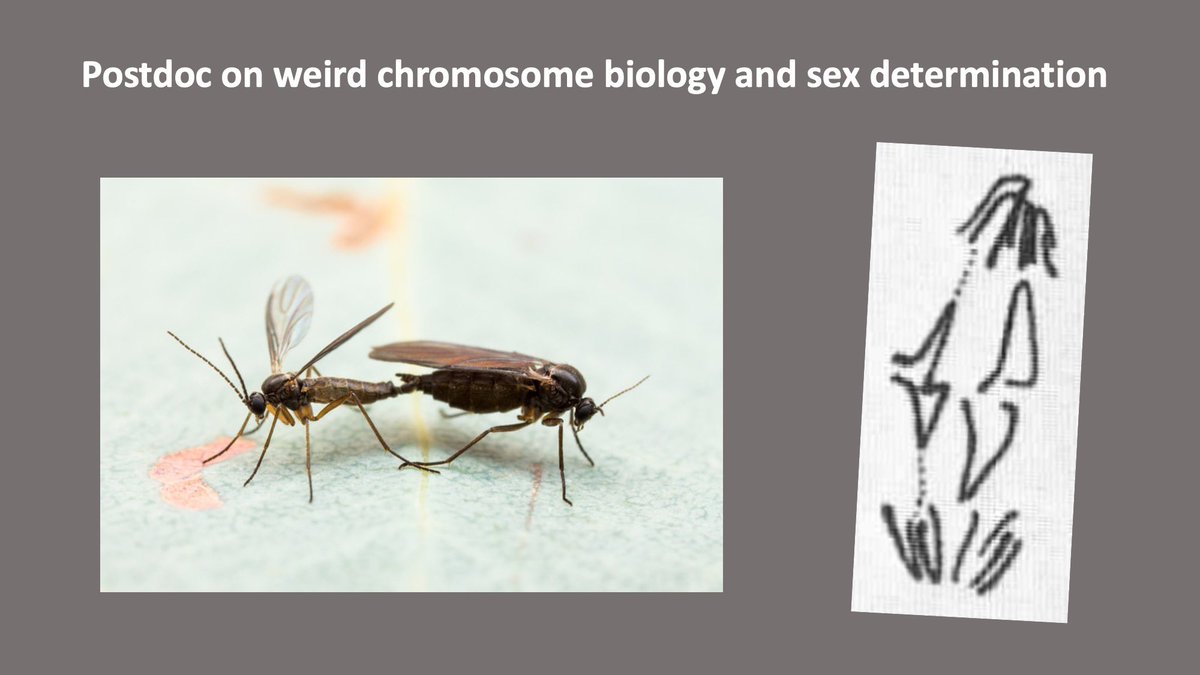 Will be advertising a 2yr ERC-funded postdoc on sex chromosomes and DNA elimination @SBSatEd soon. Please RT and get in touch if interested. More information coming soon!