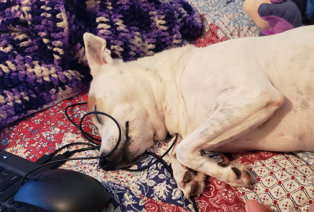 brianne1017's tweet photo. #ApparentlyThisIsComfortable #HelloMyNameIsLuna ππ https://t.co/qiFqNPbnFn