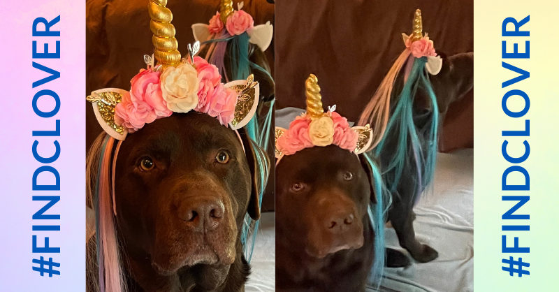 makeawishohkyin's tweet image. Make-A-Wish Ambassador Kidd-Barker says Clover is getting closer! Have you seen any clues in your area?!

-Barker's Mama Sherry 

🦄 Get in the unicorn spirit and send us your clues from Clover: oki.wish.org/findclover 

#FindClover #MakeAWish #unicorn