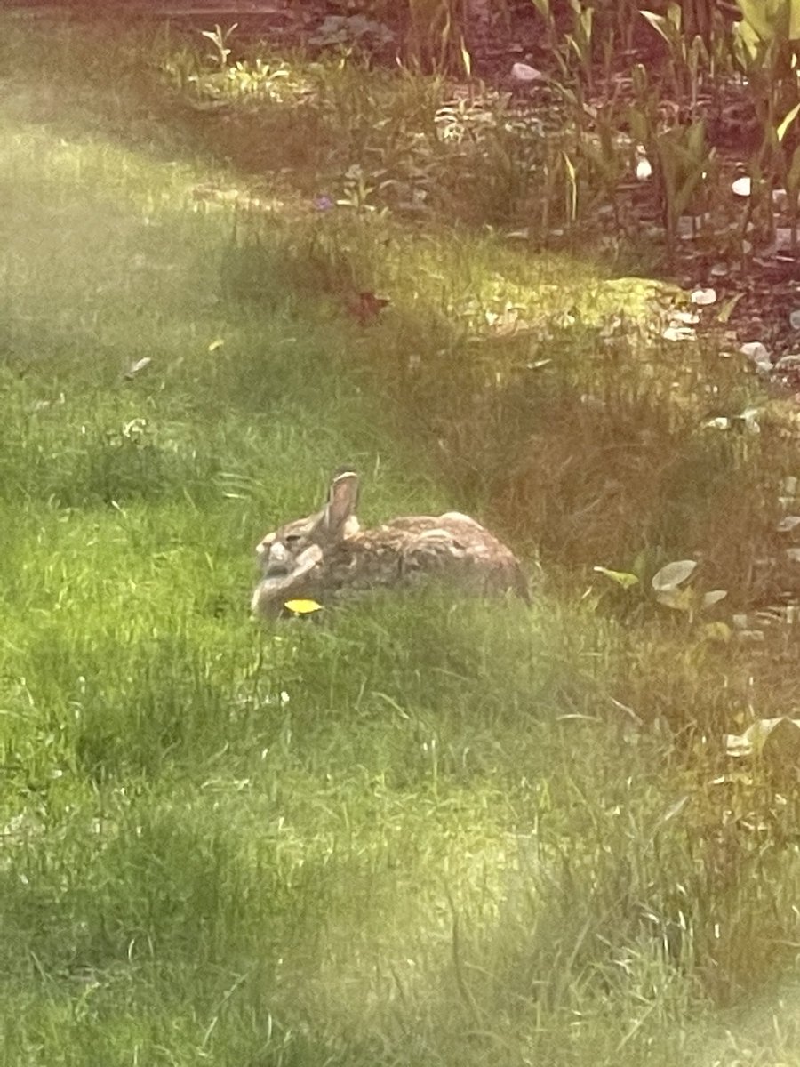 Just want to let people know I have an urban backyard bunny 🐰