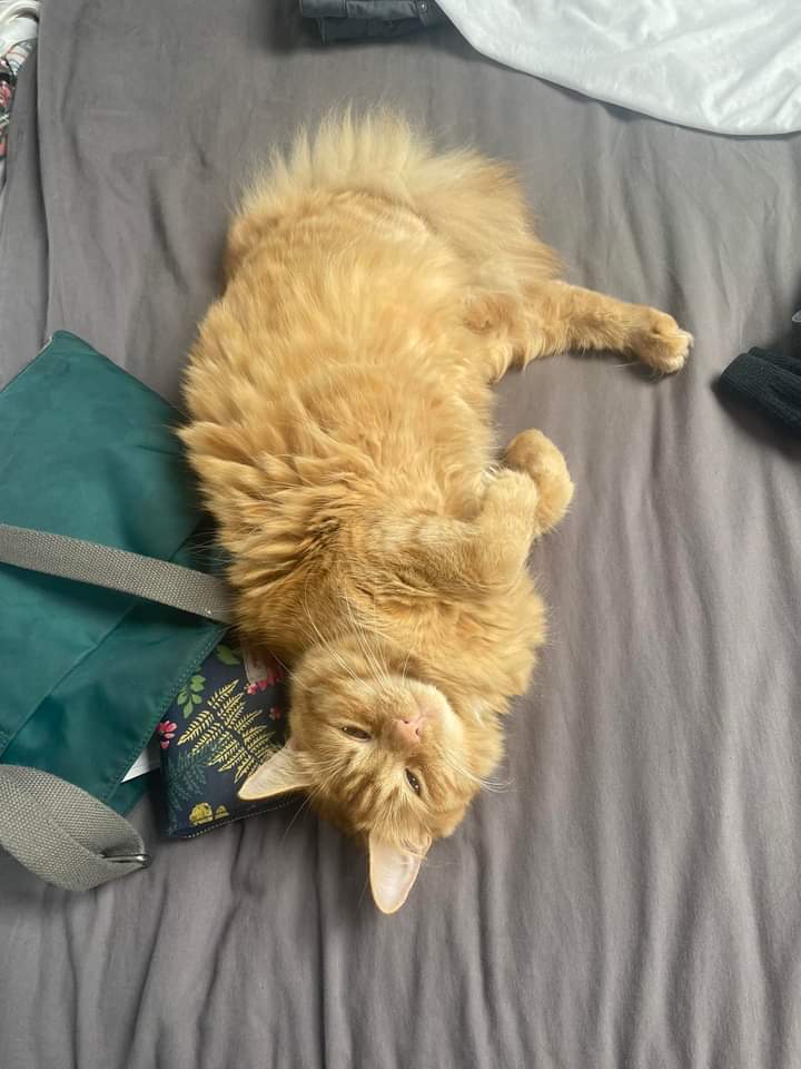 JohnDaffern2's tweet photo. Hi all, our cat, Rocket, has not been seen since yesterday. We’re on Crosby Road in #WestBridgford #NG2. She is nearly one year old, very fluffy, and usually doesn’t go outside. If people could keep an eye out for her that would be great ❤️ She is #neutered and #chipped
(copied) https://t.co/x3RAx3UtoM