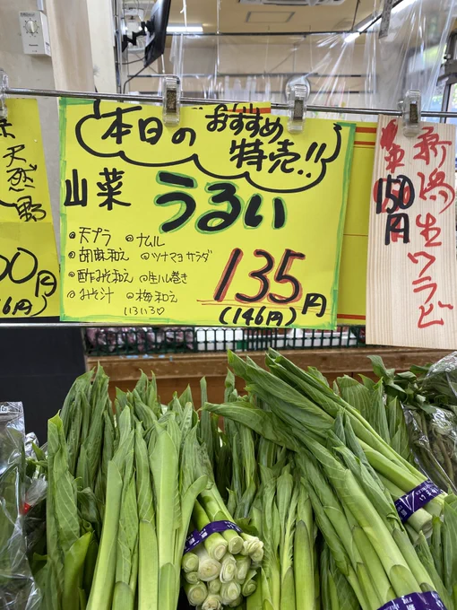 地元密着ローカル八百屋で買った食材で軽く晩酌(総額千円くらい) うるいの酢味噌和え・ピーマンとわらびの炒め煮・こごみとわらびのぽん酢和え・ゴーヤのお浸し・エシャロット&ニンニク味噌マヨ 来週からはガチ平日禁酒なので…