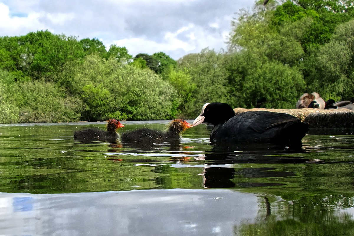 Colin Lee tweet media