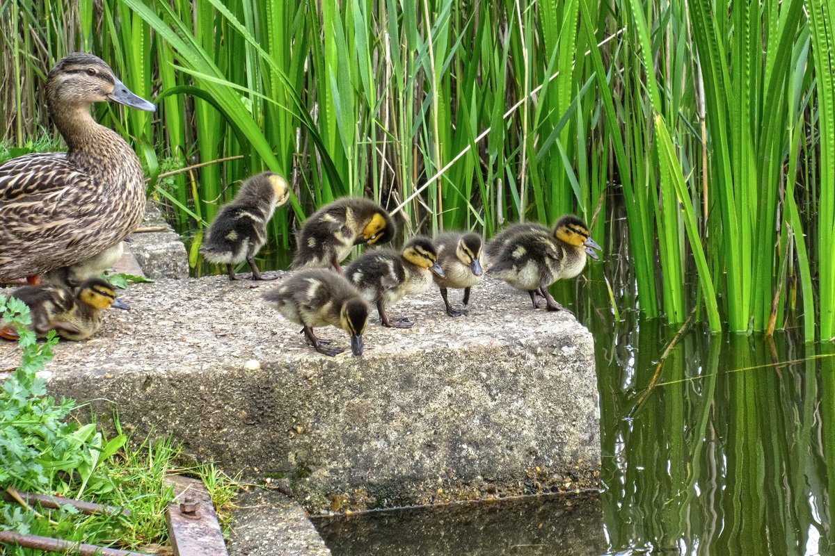 Colin Lee tweet media