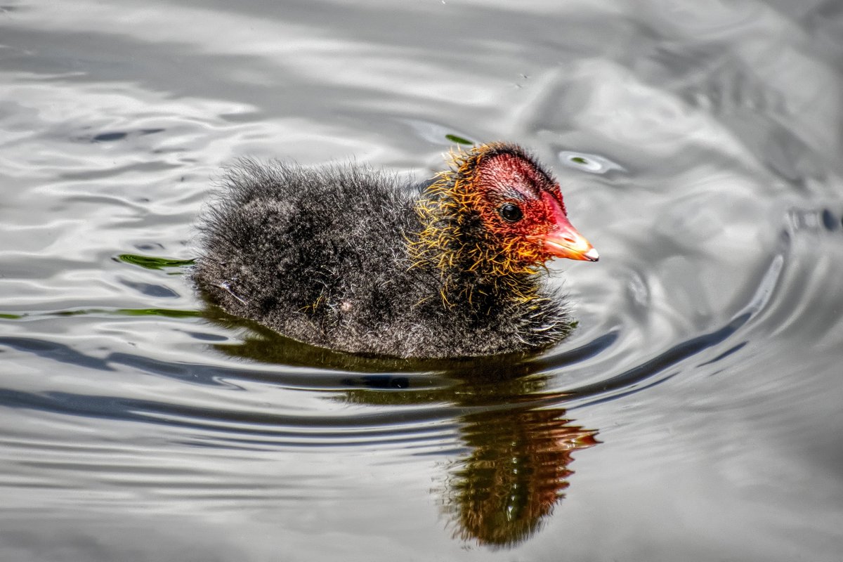 Colin Lee tweet media