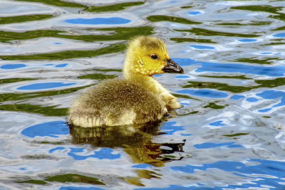 Chicks and goslings on Southampton Common this morning @AlexisGreenTV @samwessexgirl @hollyJGreen @PhilippaDrewITV @AmandaHouston @WeatherAisling @ChrisPage90 @HelenPlint @BBCSouthWeather @itvweather @HistoricalSoton @SouthamptonHid1 @BBCSpringwatch @SouthamptonCC