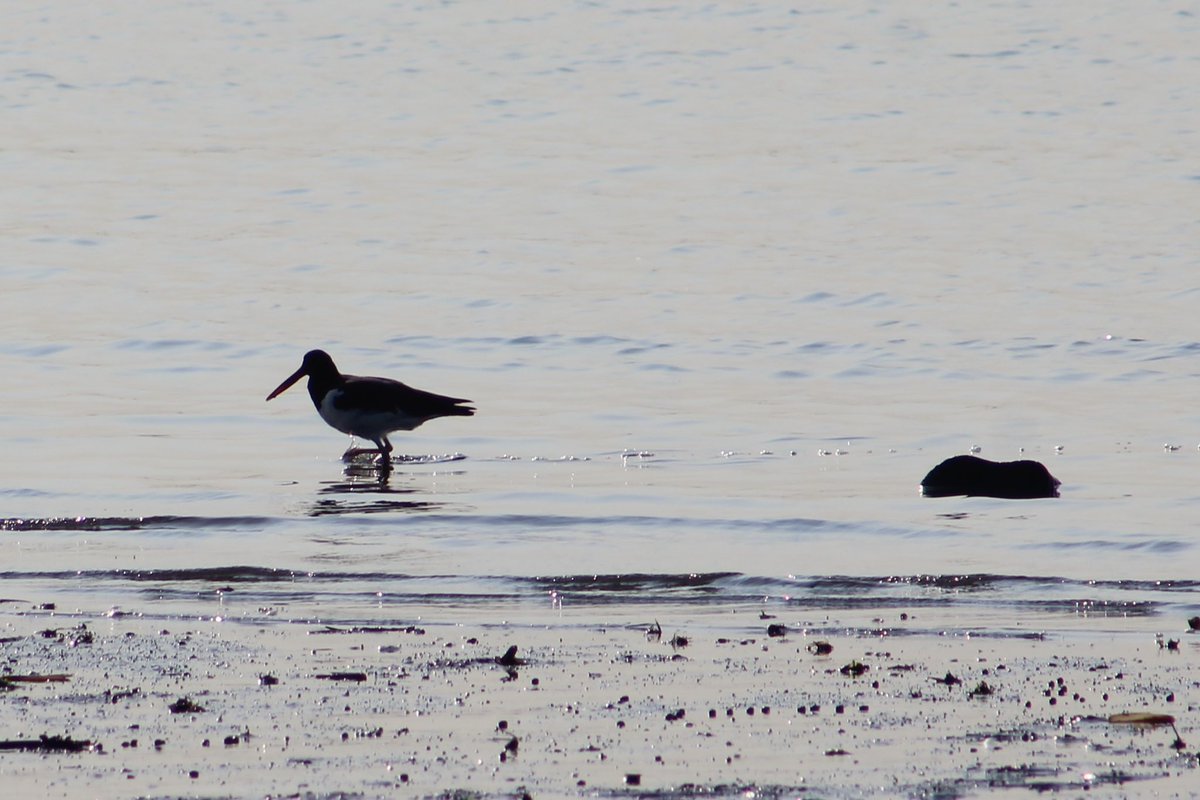Fave shorb, the American Oystercatcher!! Seen this morning at Canarsie Beach, Brooklyn