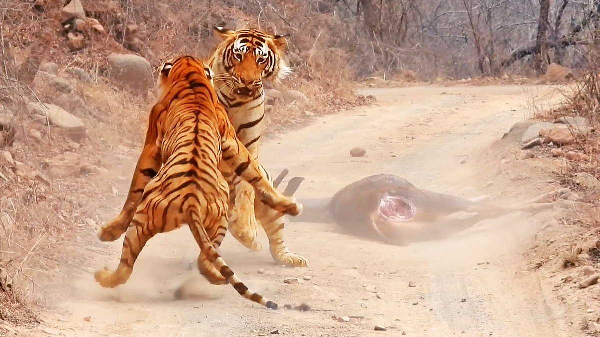 Tigress Tries Stealing Huge Male’s Meal

A big male tiger gets angry and fights with a female tiger that tries to steal his meal from the middle of the road.

WATCH
latestsightings.com/single-post/ti…