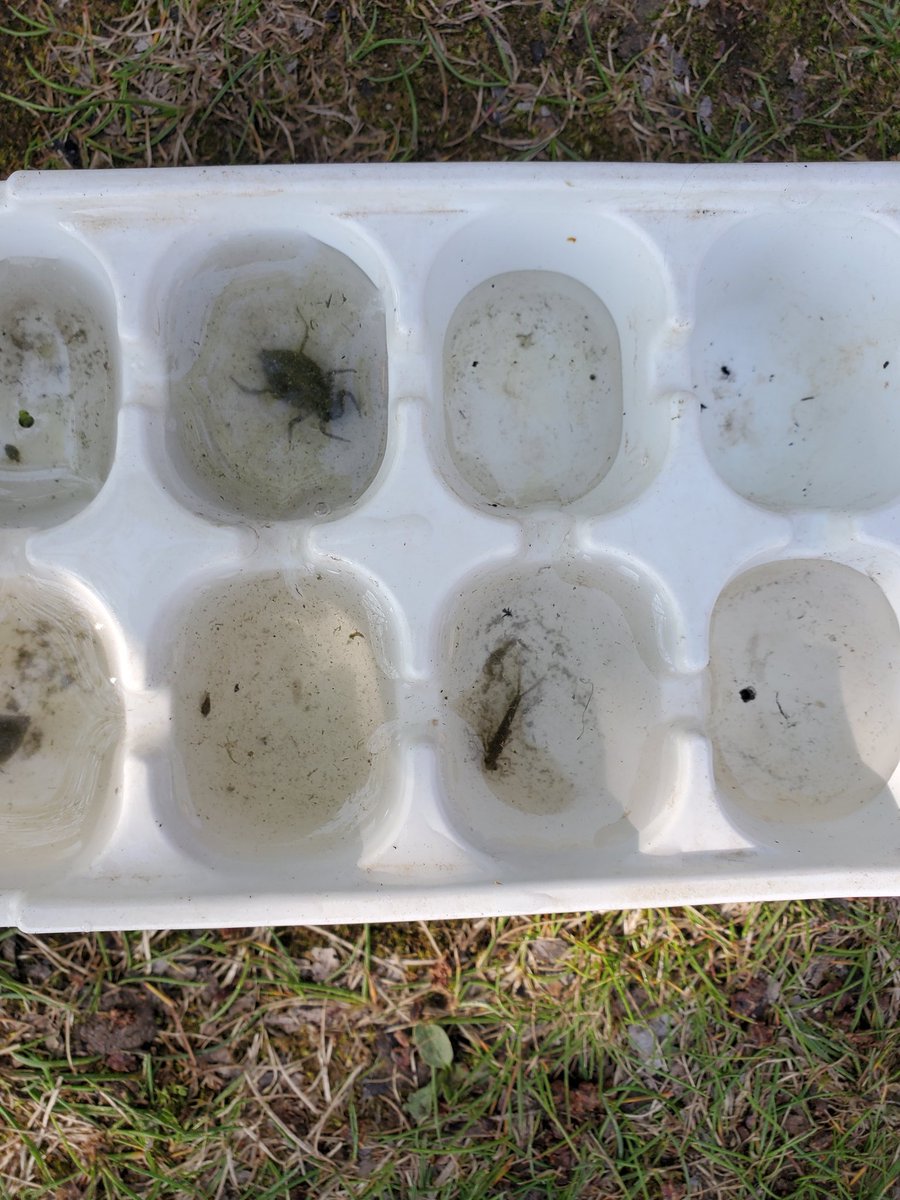 mr_bernstein's tweet photo. Gr6s @FredVarley doing a pond water study with the @TRCA_Edu.  Students found dragonfly &amp; damselfly nymphs and tested water for pH, as well as ppm of nitrates &amp; phosphates.  Lots of great results! https://t.co/xoCuRcQZ3k