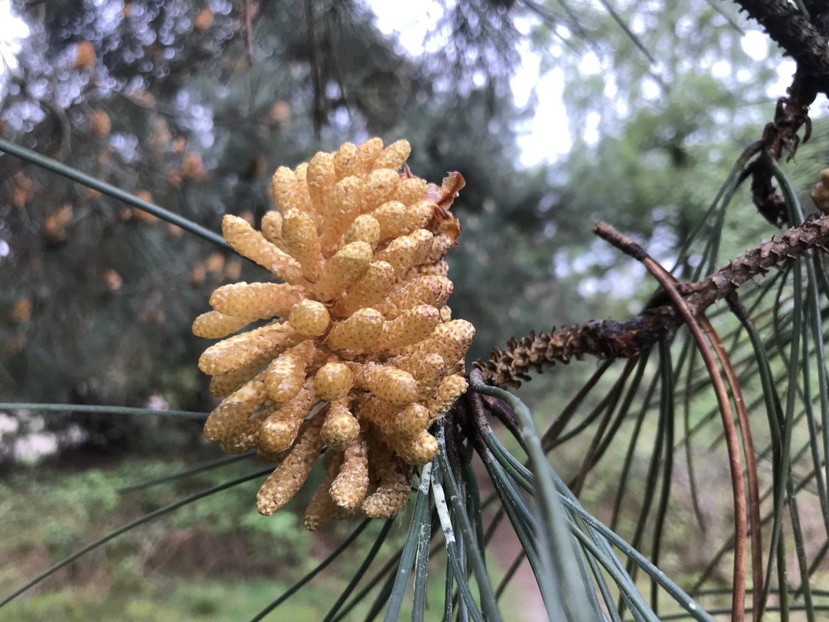 Bloeiende zeeden op de Maashorst.