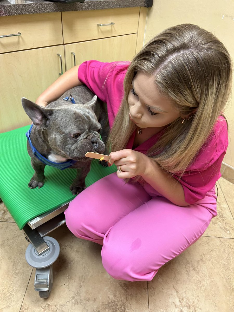 Taylor_WPBF's tweet photo. Merci is breathing much easier now after a minimally invasive laser procedure. Dogs like him are 17 times MORE likely to suffer a heat stroke because of their cute little smoosh faces. But, a vet in Boca is changing the game! Story tonight at 6 on @WPBF25News! https://t.co/9MB35RkWCM