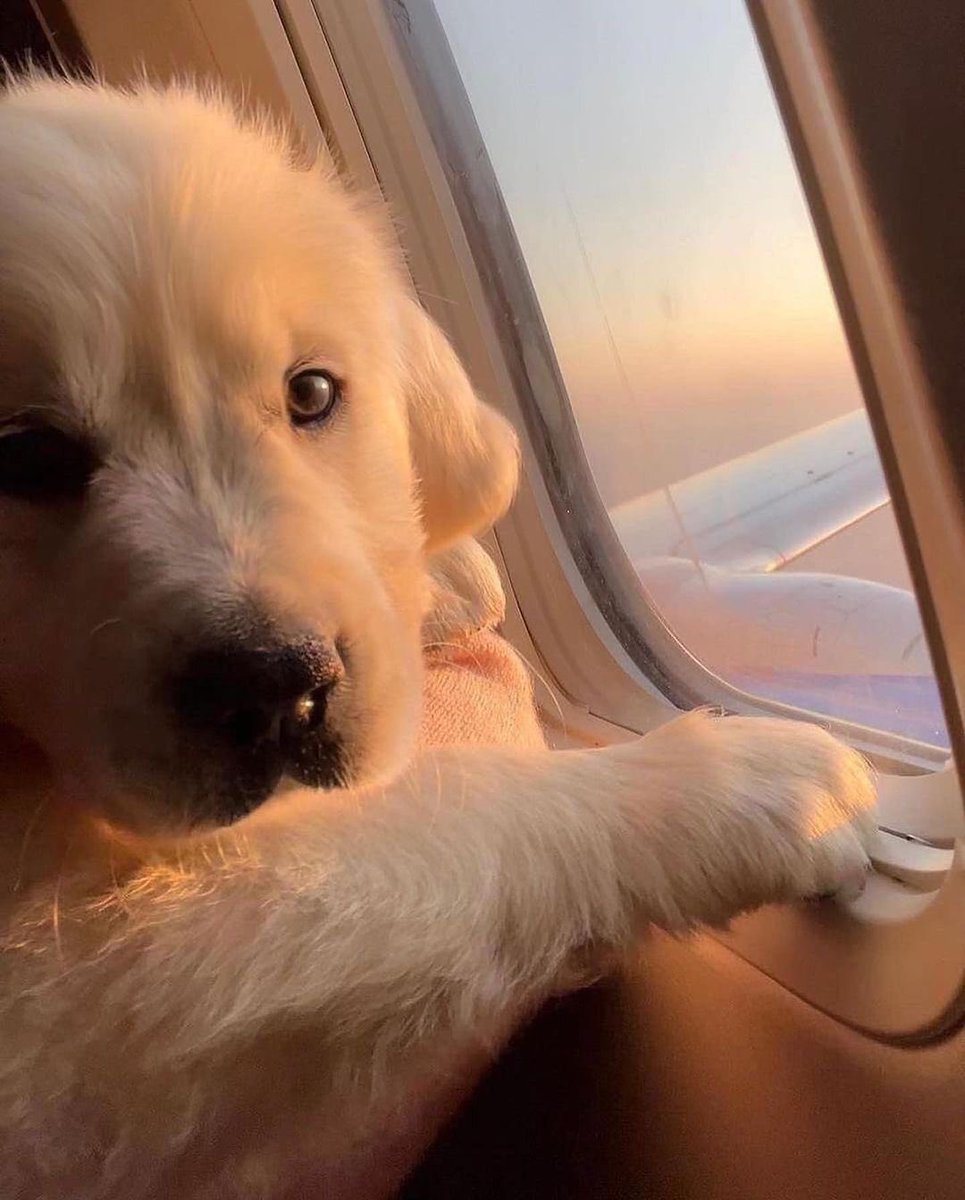 twaniimals's tweet image. 