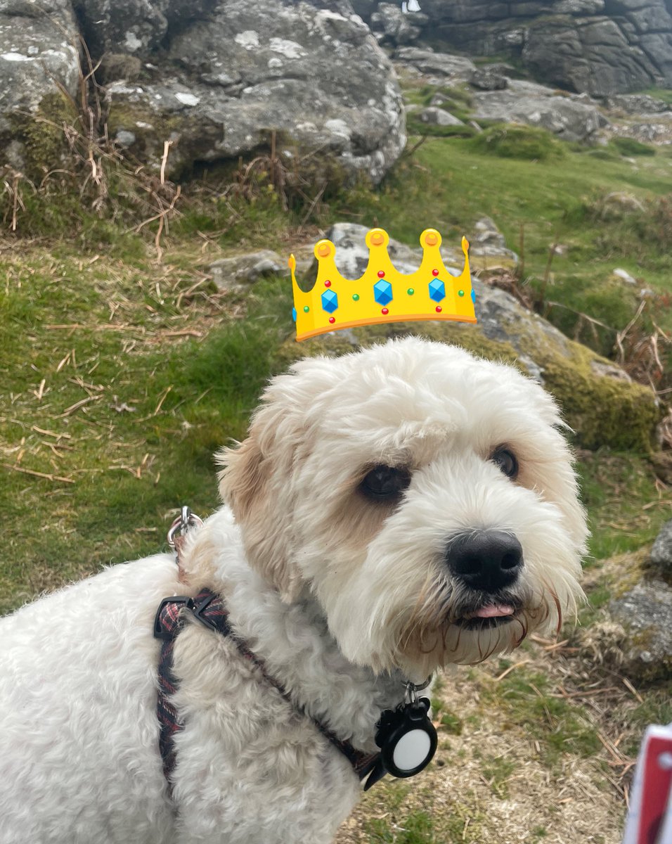 DarwinDaDog's tweet photo. Everyone keeps talking about a King Charles 👑

It must be me they’re talking about! I’m half King Charles cavalier and it was my birthday on Monday! Yay!

Thanks guys! 🐶💜 https://t.co/08NkuxtKAh