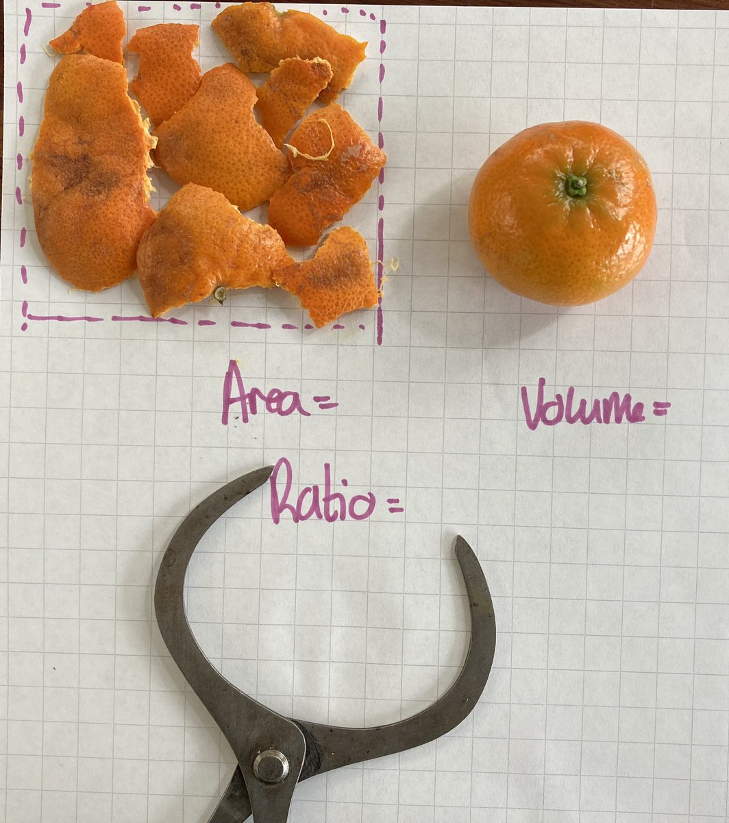 Used oranges to start our discussions about surface area and cells today. #TeachScience #ChatBiology