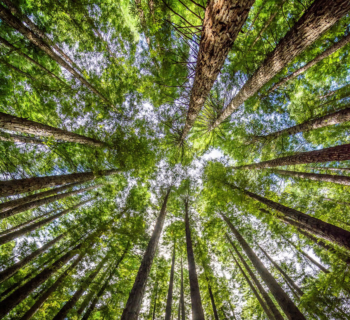 LantraScotland's tweet photo. Young People in European #Forests is #Europe-wide comp for 15–18s with theme "Our Favourite Forest". To enter, create media project on #trees and #woodlands highlighting knowledge and understanding. Closes 31 May! https://t.co/ocxjJCcRXj https://t.co/rqHdptPSUW