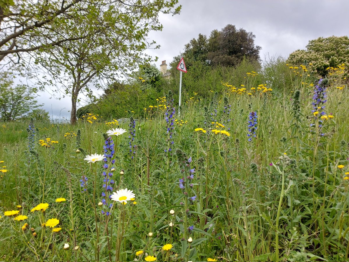 AndWhitehouse's tweet image. One of Plymouth's #UrbanBuzz sites - still providing a home for city centre wildlife, and looking great!

@Buzz_dont_tweet @plymouthcc