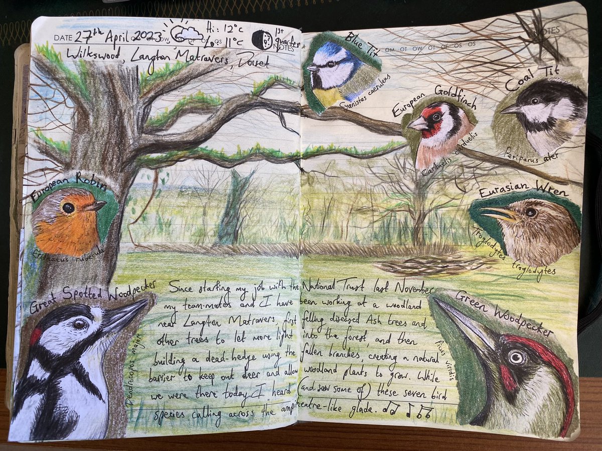 Pages from my nature journal, featuring seven woodland species I’ve heard serenading at Langton West Woods, near Swanage in Dorset. 🎶

#naturejournal #naturediary #natureranger #nature #naturelovers #TwitterNatureCommunity  #birds #naturejournalingcircle  #artistsketchbook